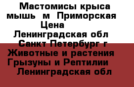 Мастомисы,крыса-мышь. м. Приморская. › Цена ­ 100 - Ленинградская обл., Санкт-Петербург г. Животные и растения » Грызуны и Рептилии   . Ленинградская обл.